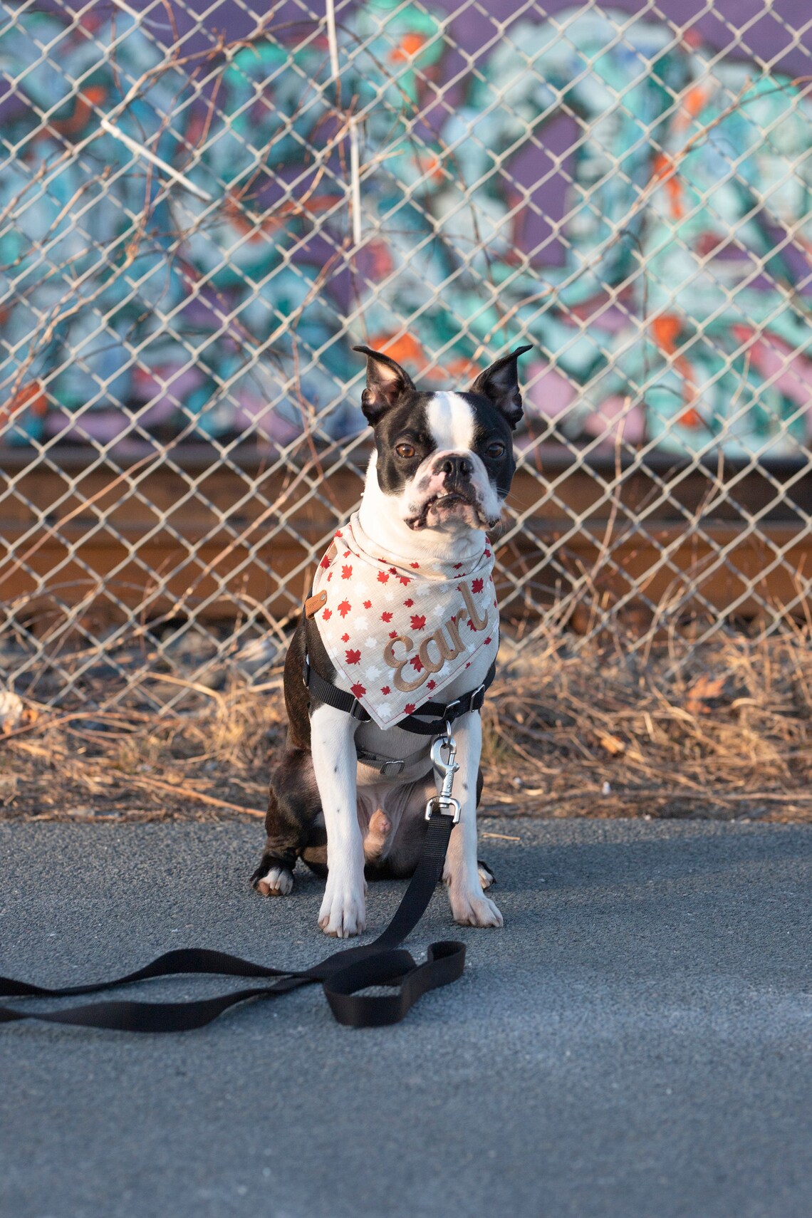 Canada Day Dog Bandana Canadian Puppy Scarf Embroidered Name Etsy