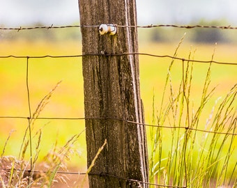 Fence Post with Wire and Grasses - 8x12/11x17 or 12x18/16"x24" Photo Print Only w/ Paper Options. Mounting & Finishing Options Available.