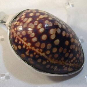 May include: A silver spoon with a brown and white seashell as the bowl. The shell has a spotted pattern.
