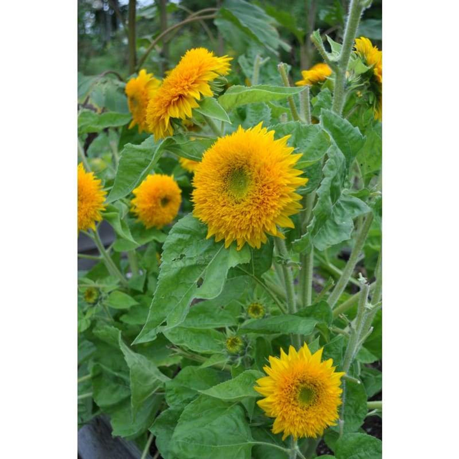 25 Teddy Bear Sunflower Seeds Zones 4 9. Free Shipping and Etsy