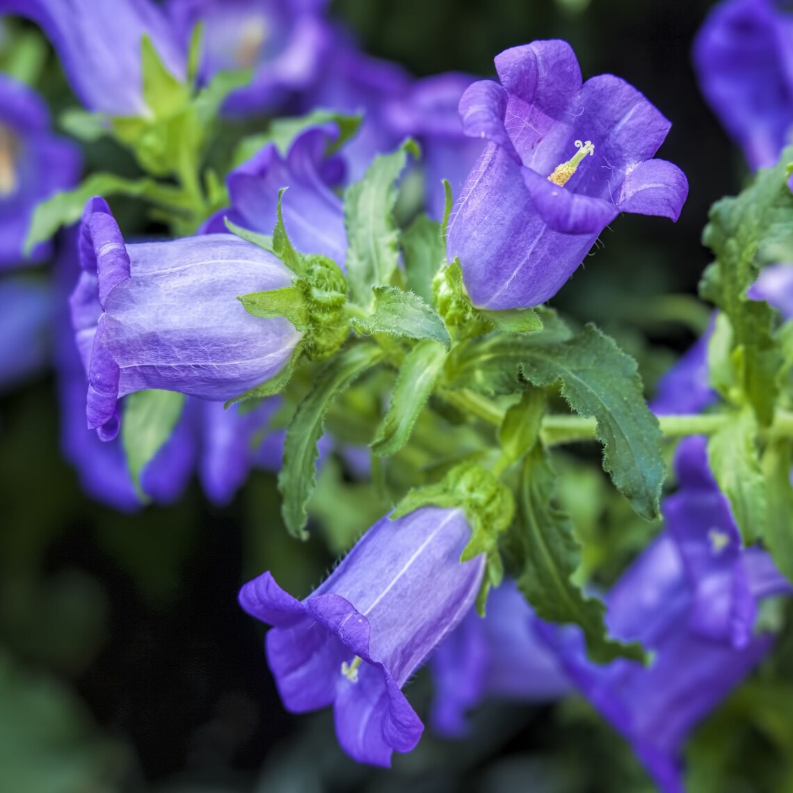 blue seeds botanicula