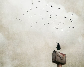 Raven on a mailbox looking up to his flock, painterly photography print, unique wall art with a story, Title: "Airmail"