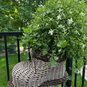 May include: A woven wicker planter shaped like a boot with a two-tone design featuring light gray and dark brown reeds. The boot is filled with a lush, leafy green clematis plant covered in small, delicate white star-shaped flowers.
