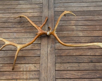 Reindeer double antlers from Lapland 01