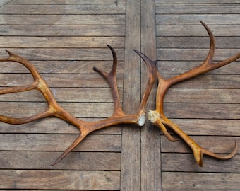 Reindeer double antlers from Lapland 06