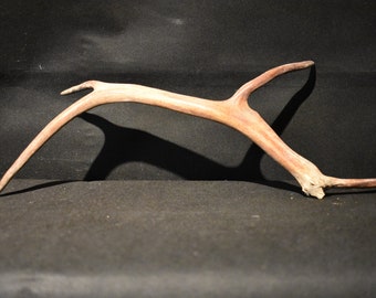 Reindeer antler from Lapland 168