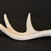 see more listings in the Antler Bijoux / Antlers section