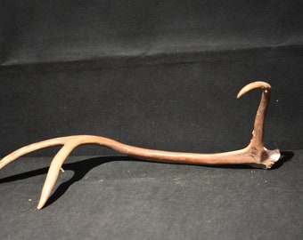 Reindeer antler from Lapland 157