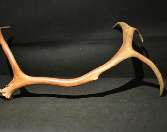 Reindeer antler from Lapland 161