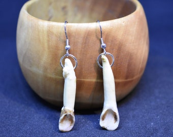 Earrings with a real elk front tooth 3