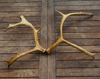 Reindeer double antlers from Lapland 02