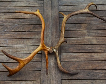 Reindeer double antlers from Lapland 05