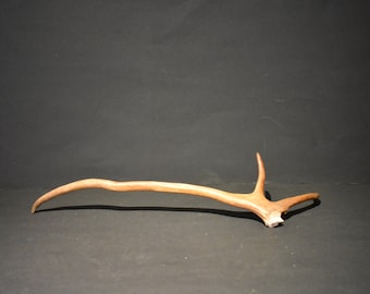 Reindeer antler from Lapland 146