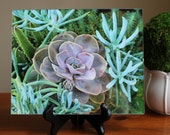 Framed Succulent Plant Print with Stand • Nature Photography