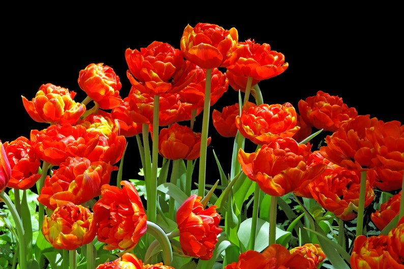 Blank Flower Photo Note Cards