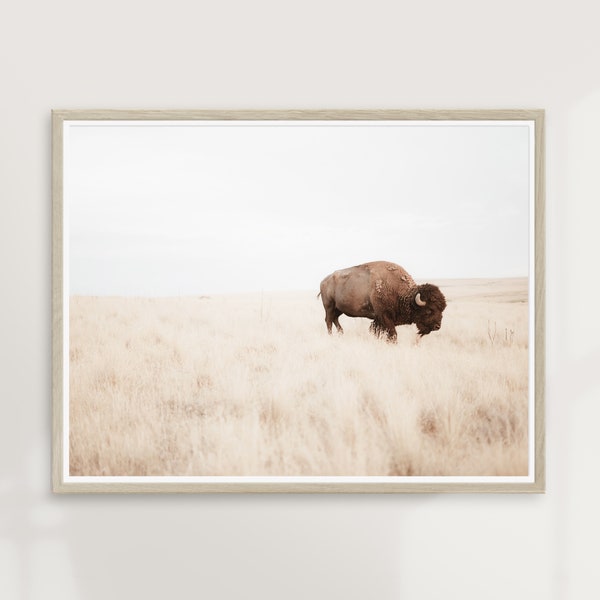 Solitary Plains | Bison Buffalo Photography, Landscape Wall Decor, Nature Print, West Midwest Art, Prairie, Boho Modern | PRINTABLE #P38