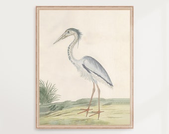 Blue Heron | Vintage Illustration, Antique Bird Painting, Botanical Poster, Birds of America, Ornithology Print, Stork | PRINTABLE #V79