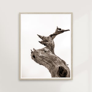 Driftwood / Fotografía de paisajes, Coastal Beach Shore, Boho Modern, Scandinavian Minimalist, Black White Neutral / PRINTABLE #P34