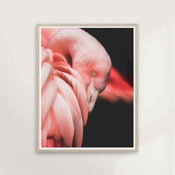 Pink Feathers | Animal Photography, Flamingo Bird, Girls Room, Dark Moody, Travel Tropical Wall Art, Boho Modern | PRINTABLE #P25