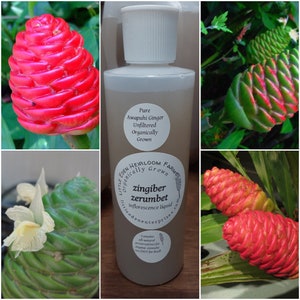 Awapuhi Ginger Flower Extract -Organic, Raw, Unfiltered with All-Natural Preservatives - Zingiber Zerumbet Inflorescence Liquid -Wild Ginger