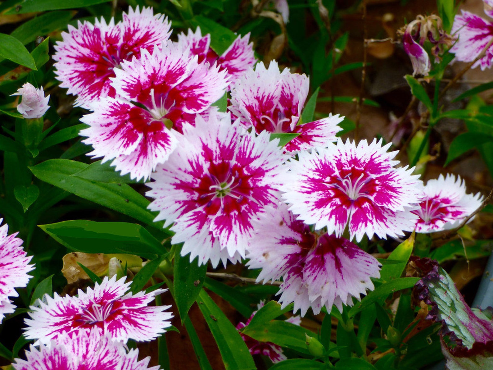 Live Dianthus Plants Four 4 Dianthus Dash Mix Starter Etsy