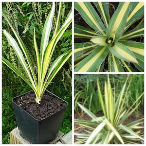 Live Plant - Yucca 'Color Guard' - One (1) Young Cold Hardy Yucca filamentosa Starter Plant