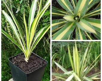 Live Plant - Yucca 'Color Guard' - One (1) Young Cold Hardy Yucca filamentosa Starter Plant