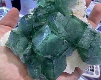 Könnte beinhalten: Eine Hand hält einen Cluster aus grünen Fluoridkristallen. Die Kristalle sind tief smaragdgrün und haben eine kubische Struktur. Der Fluorit sitzt auf einer Basis aus cremefarbenem Gestein.