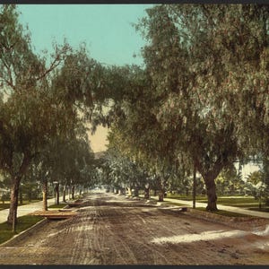 Marengo Avenue, Pasadena, Californie 1898. Réimpression de carte postale photo vintage 8 x 10 vers le haut. Rues résidentielles Arbres Californie Pasadena