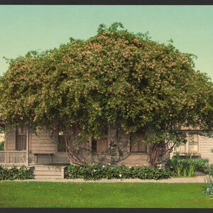 L'or des roses d'Ophir, Pasadena 1902. Réimpression de carte postale photo vintage 8 x 10 pages. Arbustes Rosiers Californie Pasadena