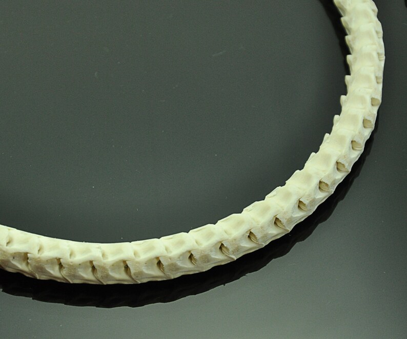 Natural White Real Genuine Snake Spine Bone Skeleton Necklace Tribal