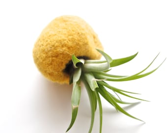 Wool Felt Planter, Tillandsia Air Plant Mini Pod, Yellow Flower Plant Pot Indoor, Succulent Planter, Crochet Plant Holder