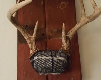 Wisconsin Whitetail Antler Mount on Reclaimed Barnwood Shelf – Flannel Wrapped Cabin Decor