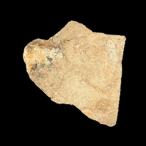 Saltosaurus Dinosaur Eggshell  Late Cretaceous Argentina