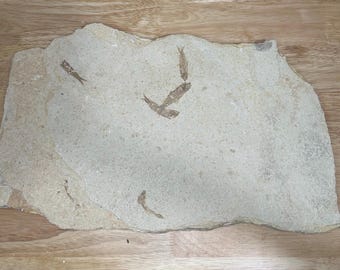 Knightia Fossil Fish Mortality Plate 7 fishes 17" x 10" Green River Formation Wyoming, USA - Eocene period