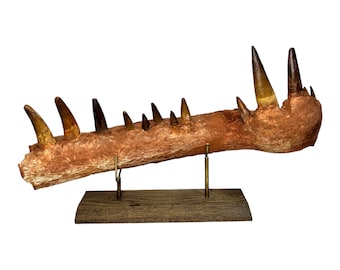 May include: A fossilized jawbone with sharp teeth mounted on a wooden stand. The jawbone is brown and the teeth are a darker brown with a yellow tint.