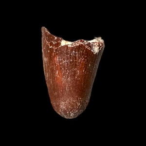 Crocodile Fossil Tooth (Sarcosuchus sp.) - Morocco