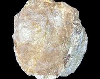 Camarasaurus Vertebra - Jurrassic Age - Hanksville Utah