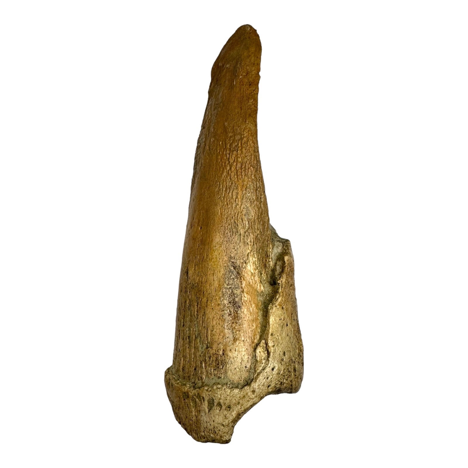 Giant Sloth (mylodon) Fossil Claw - Chile - Pleistocene Era - Etsy