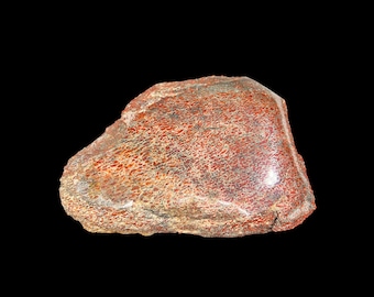 Hueso de gema de dinosaurio Camarasaurus Hanksville Utah, EE. UU. - Jurásico