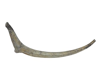 Costela fóssil de Allosaurus Fragilis - Idade Jurássica - Blanding, Utah, EUA