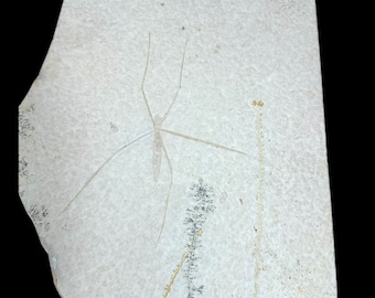 Exquisite Waterstrider Fossil - Chremoda Obscura, Jurassic Period, Solnhofen, Germany