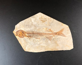 Lycoptera davidi Fossil Fish Lower Cretaceous Yixian Formation China
