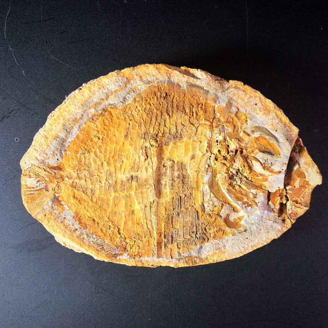 Ecrinesomus Fossil Fish Etsy