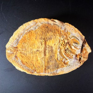Ecrinesomus Fossil Fish
