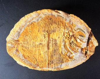 Ecrinesomus Fossil Fish