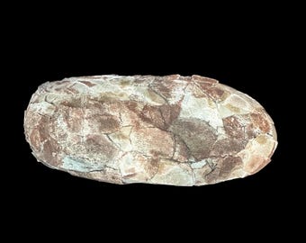 Exceptional Oviraptor Egg from the Cretaceous Period