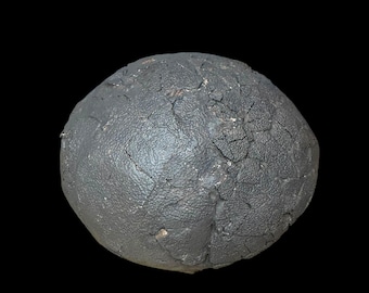 Extraordinary Titanosaur Dinosaur Egg Unhatched Patagonia Argentina Late Cretaceus Age