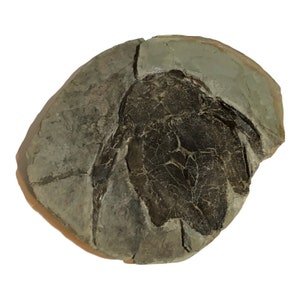 May include: A fossilised specimen of a prehistoric creature, showing a dark brown imprint within a grey stone matrix. The fossil's details are visible, with a distinct shape and texture. The stone has a cracked appearance.
