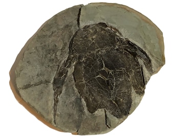 Armored Fish Fossil Bothriolepis canadensis Placoderm Devonian Canada
